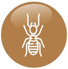 Termites 1